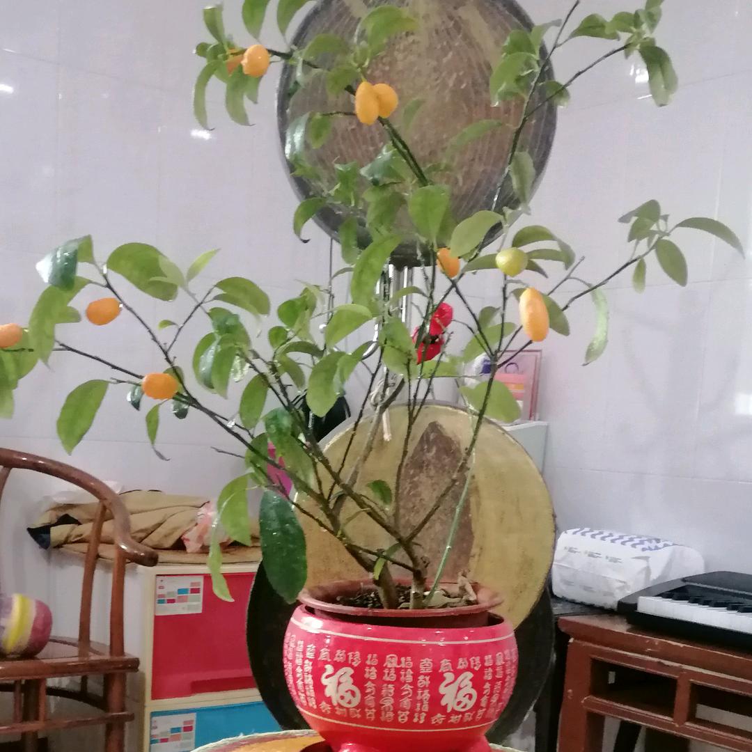 揭阳市红富贵竹林芝