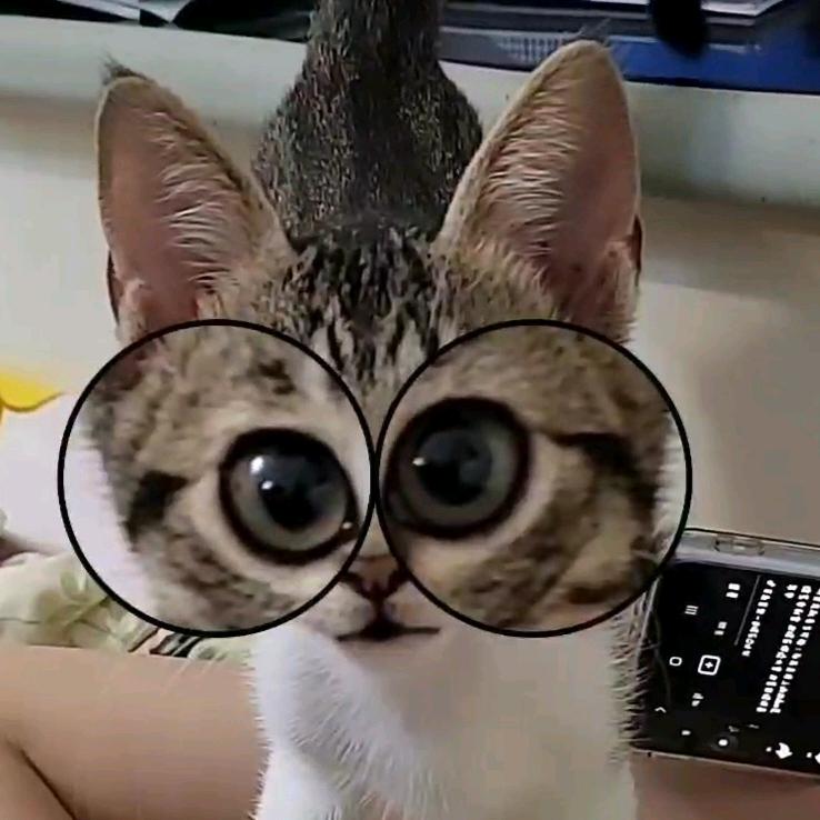 🌴森林猫猫🌲