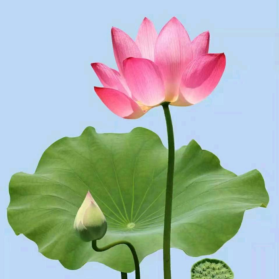 明天会更好2223334556，