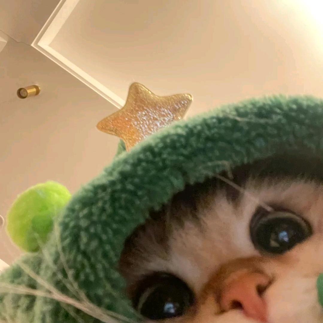 猫猫队摸大鱼🐟