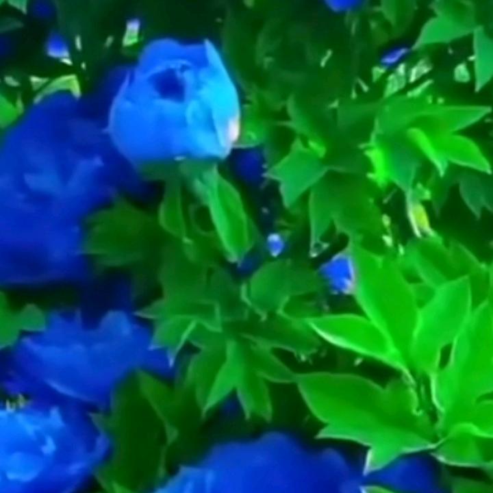 老玉