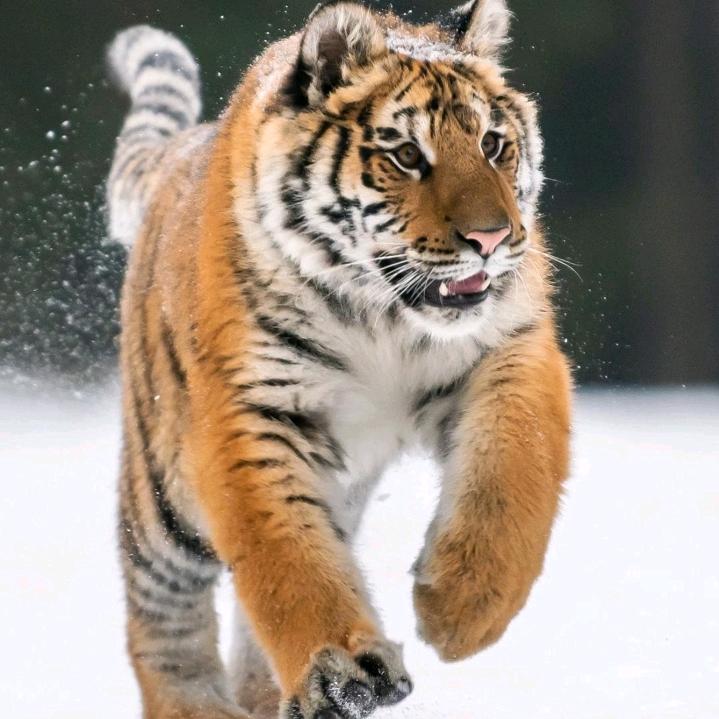 老李