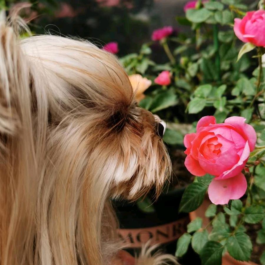 家庭繁殖约可夏