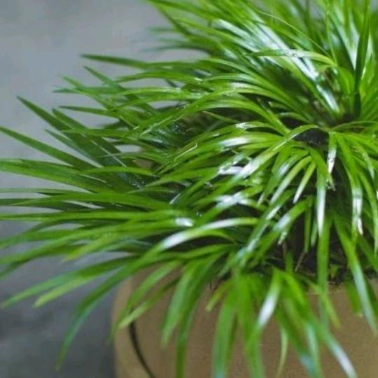 又见蔷薇花