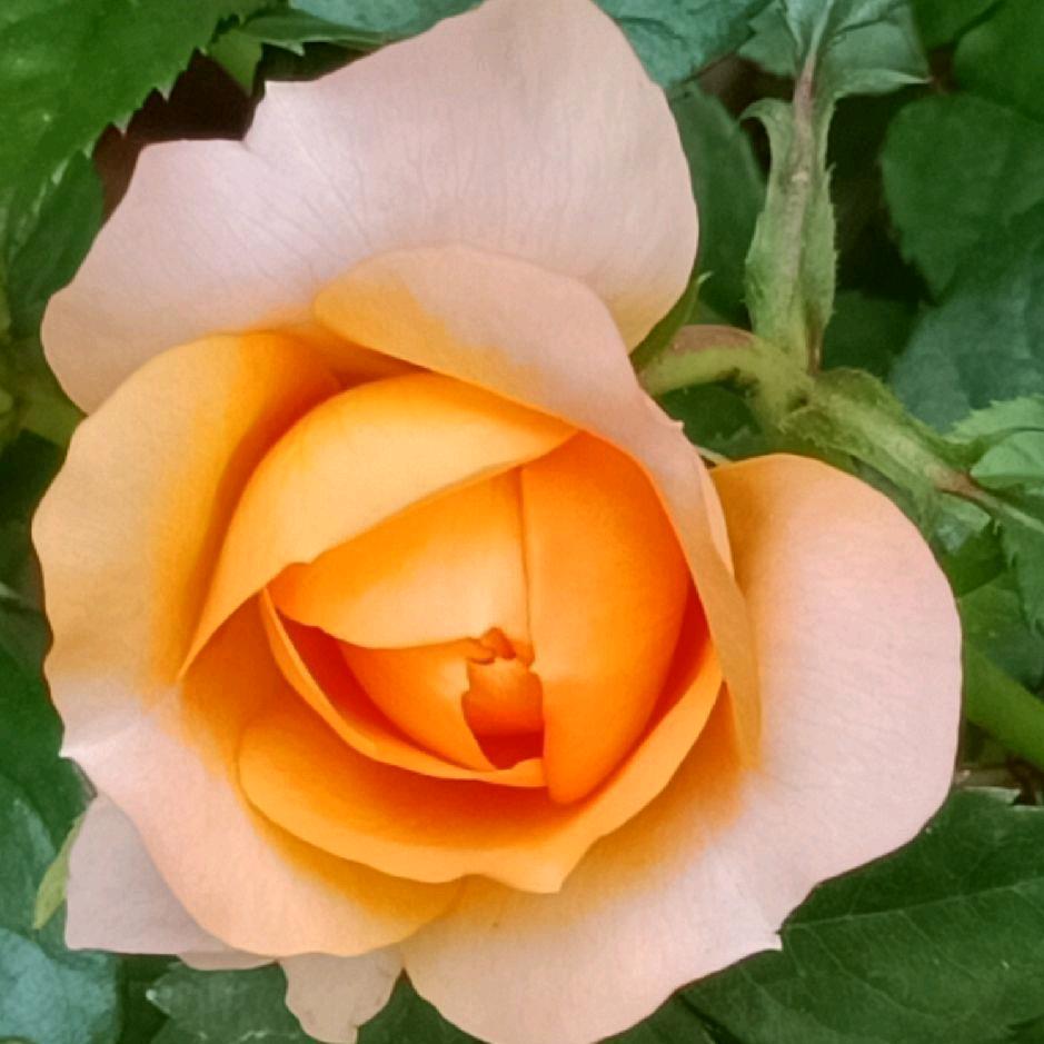 ヾ(❀╹◡╹)ﾉﾞ❀~曾