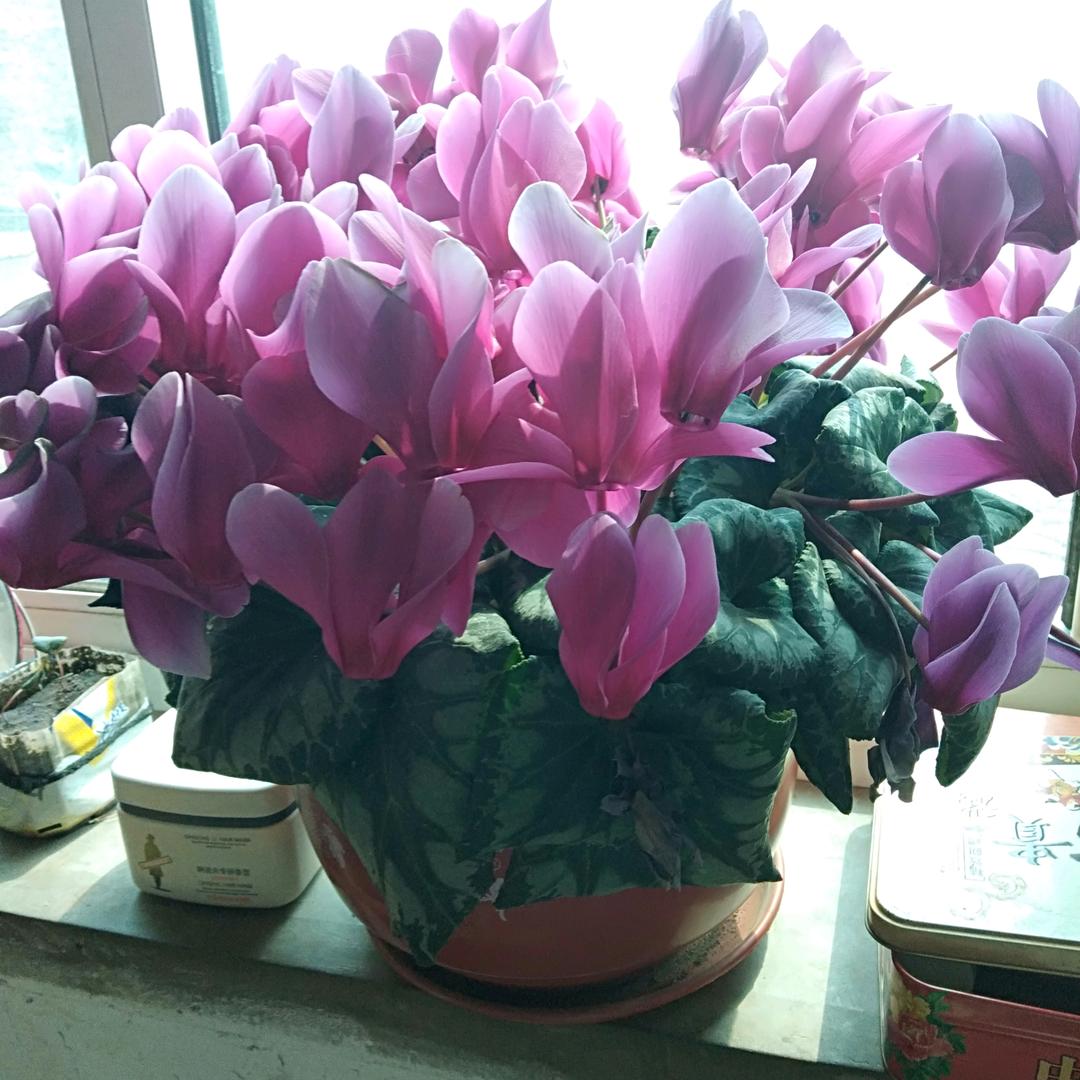自由小鸟