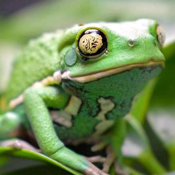 Exotic animals