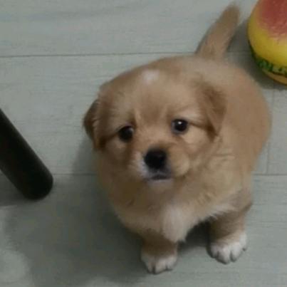 一只小腊基🐶