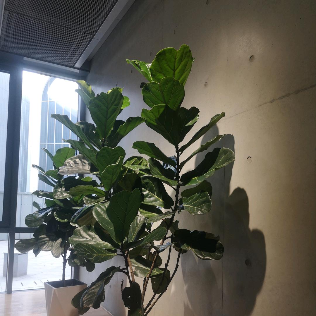 我是你的唯一