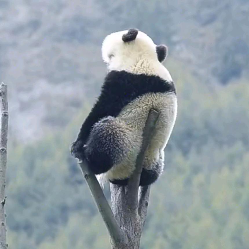 我家有只皮皮白