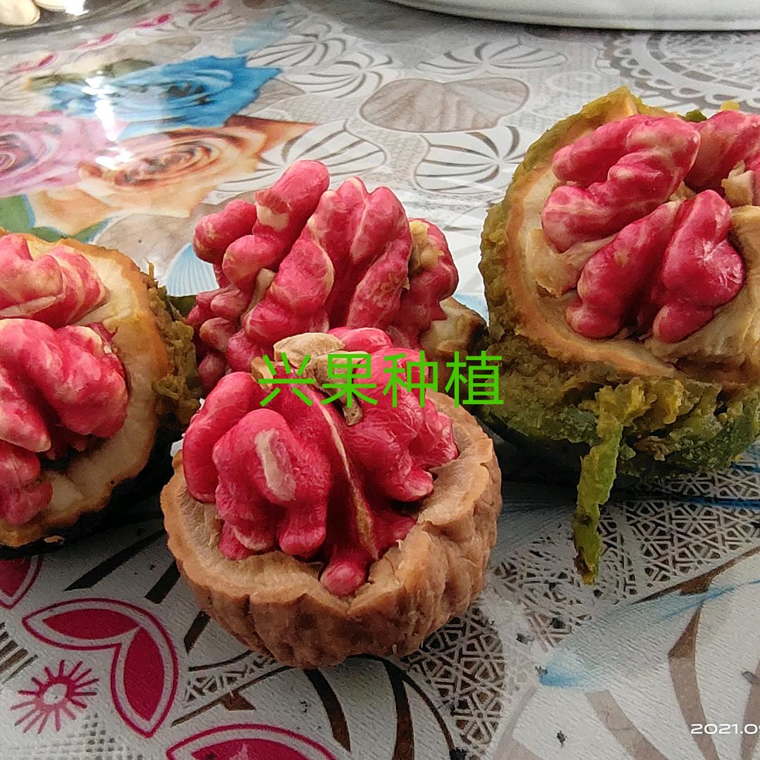 兴果种植