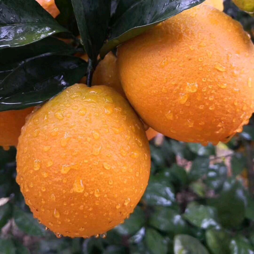 寻乌橙梅果业，果园直发。