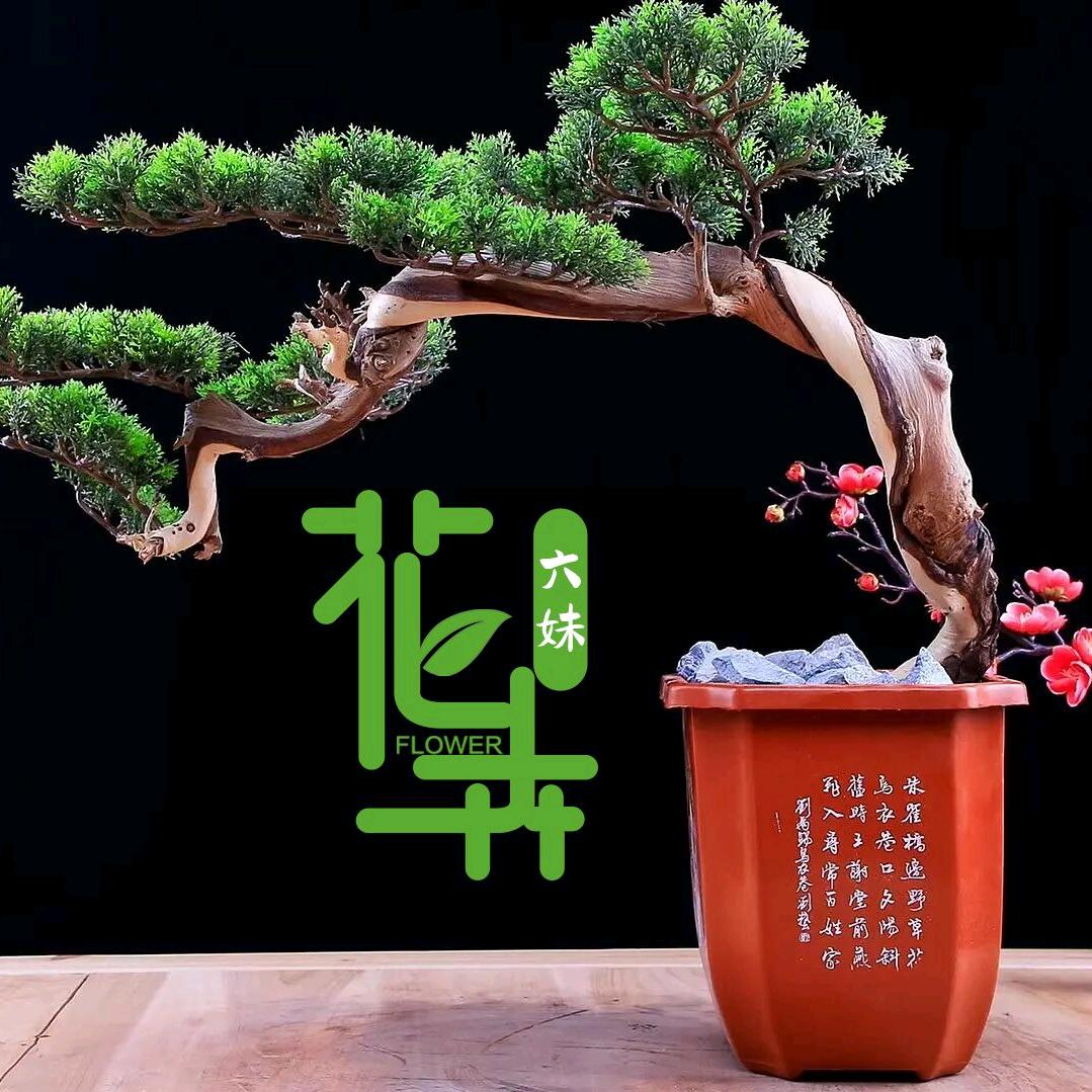 六妹基地盆景