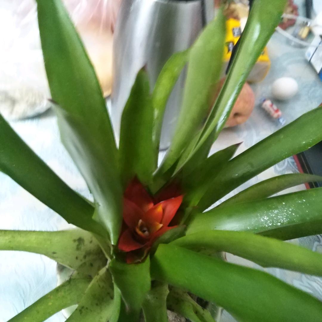 花不语