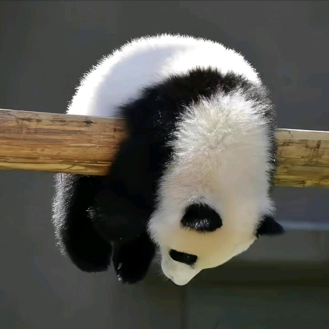 🌈驽马头像