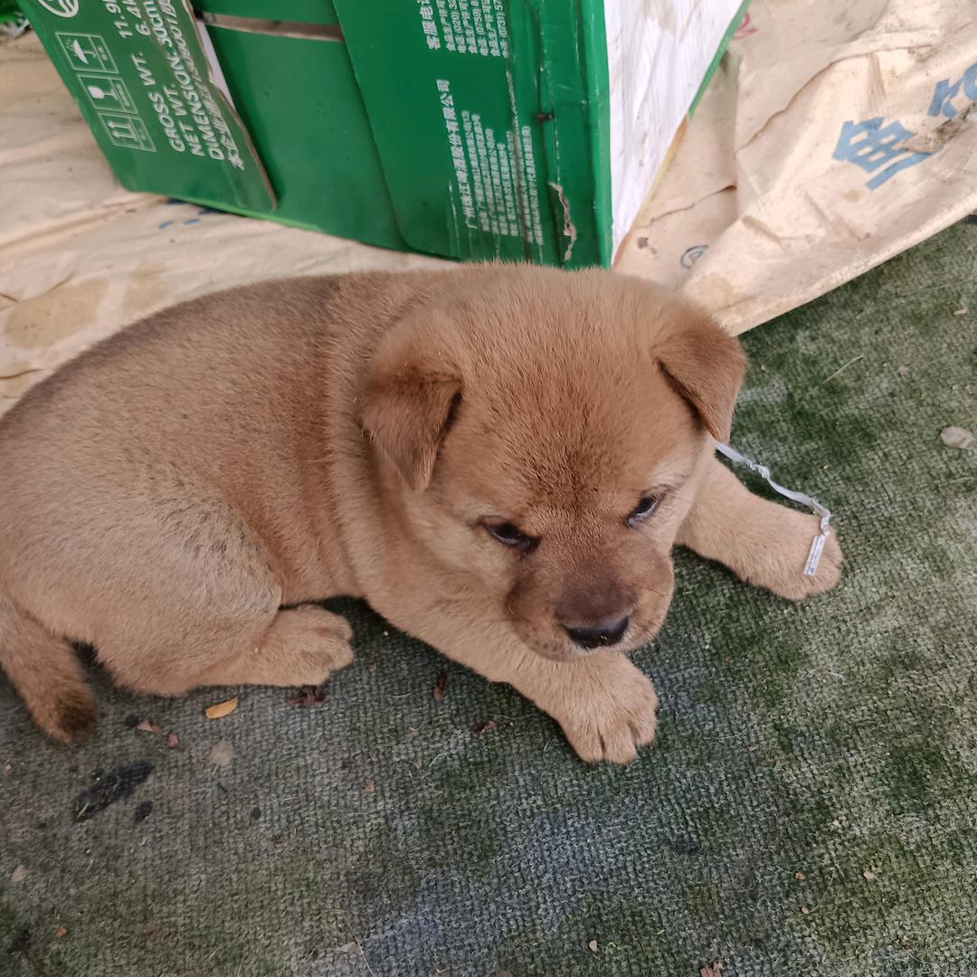 💞為💖愛🏇停💘劉