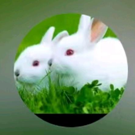 🌹🌹梦的想🌷🌷