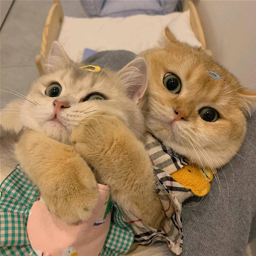 W苗