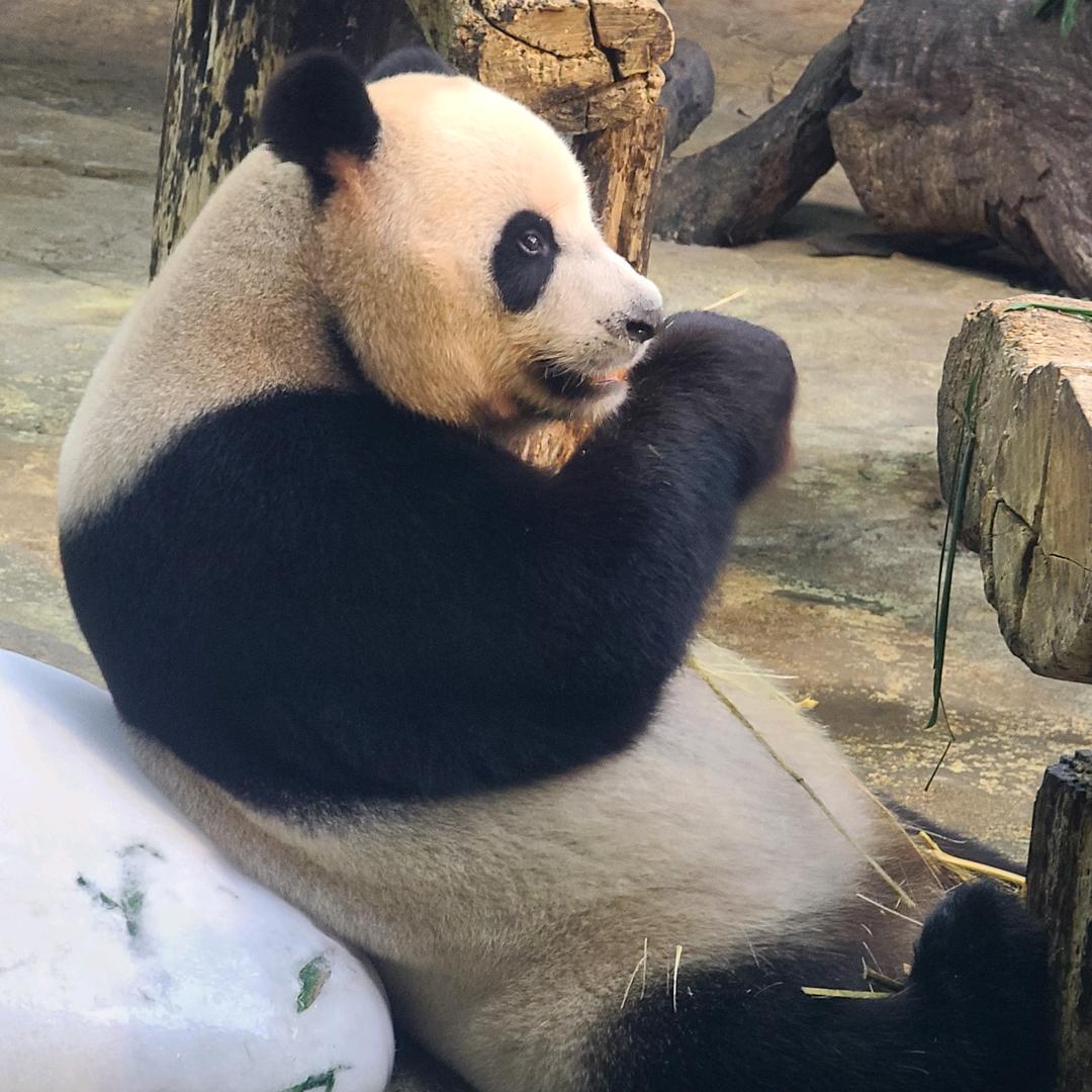 轮胎世界@符胖胖