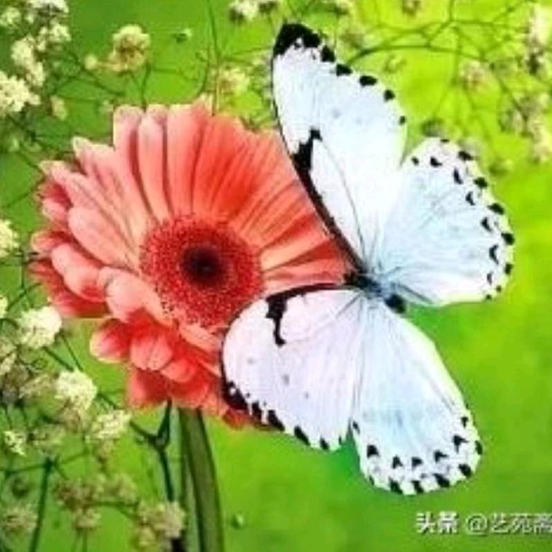 笑看人生💞《谢绝连赞》