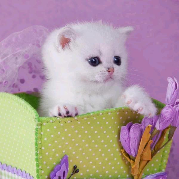 佳佳、🉑️（丝撩）❤️