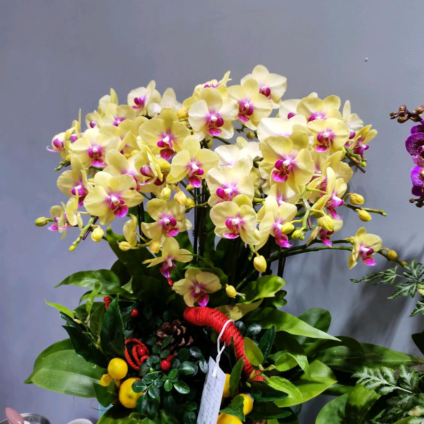 福州市鼓楼区树春时代花卉商店的小店个体店