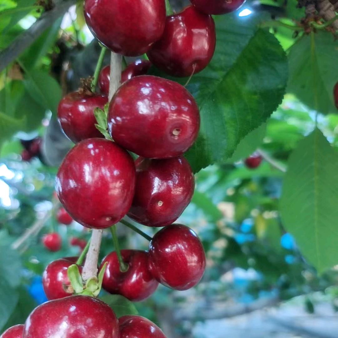 绿色美早大樱桃