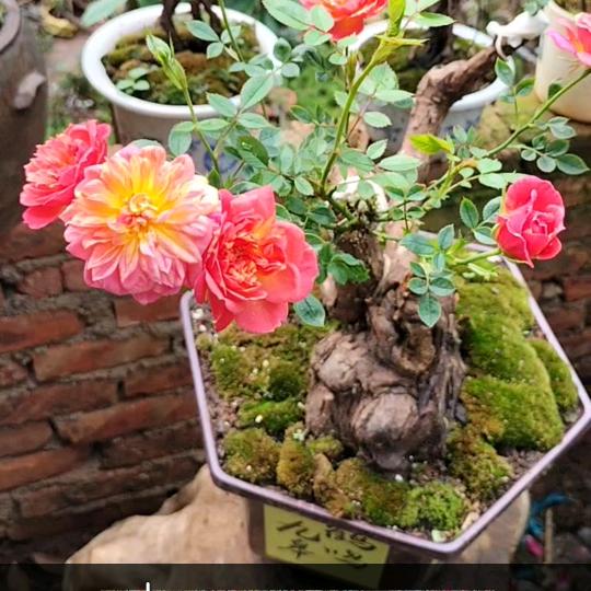 老桩花艺