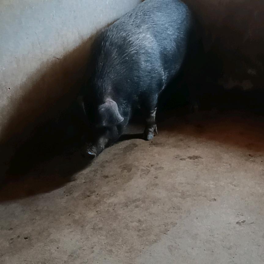 散养农村土黑猪肉。