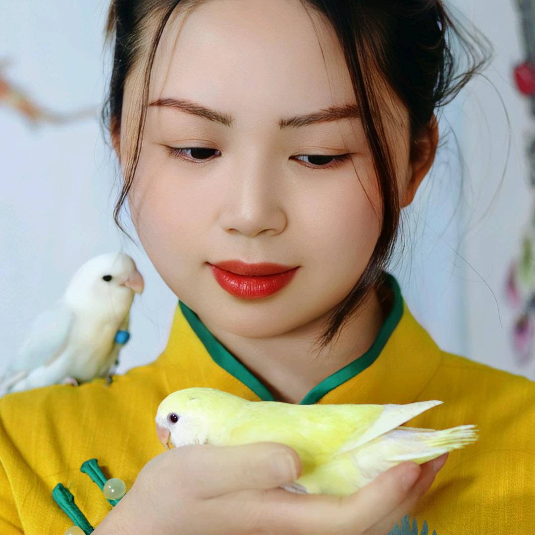 齐齐手养牡丹鹦鹉