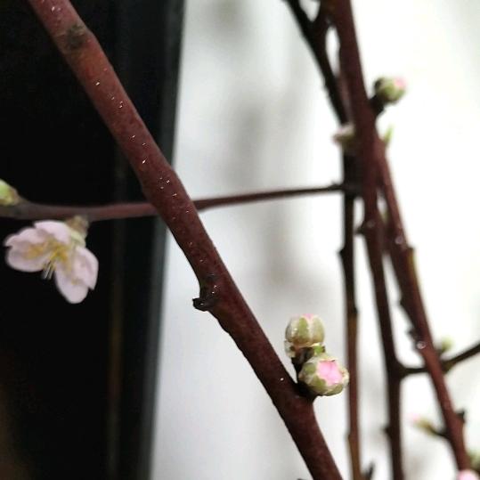 欣欣向荣