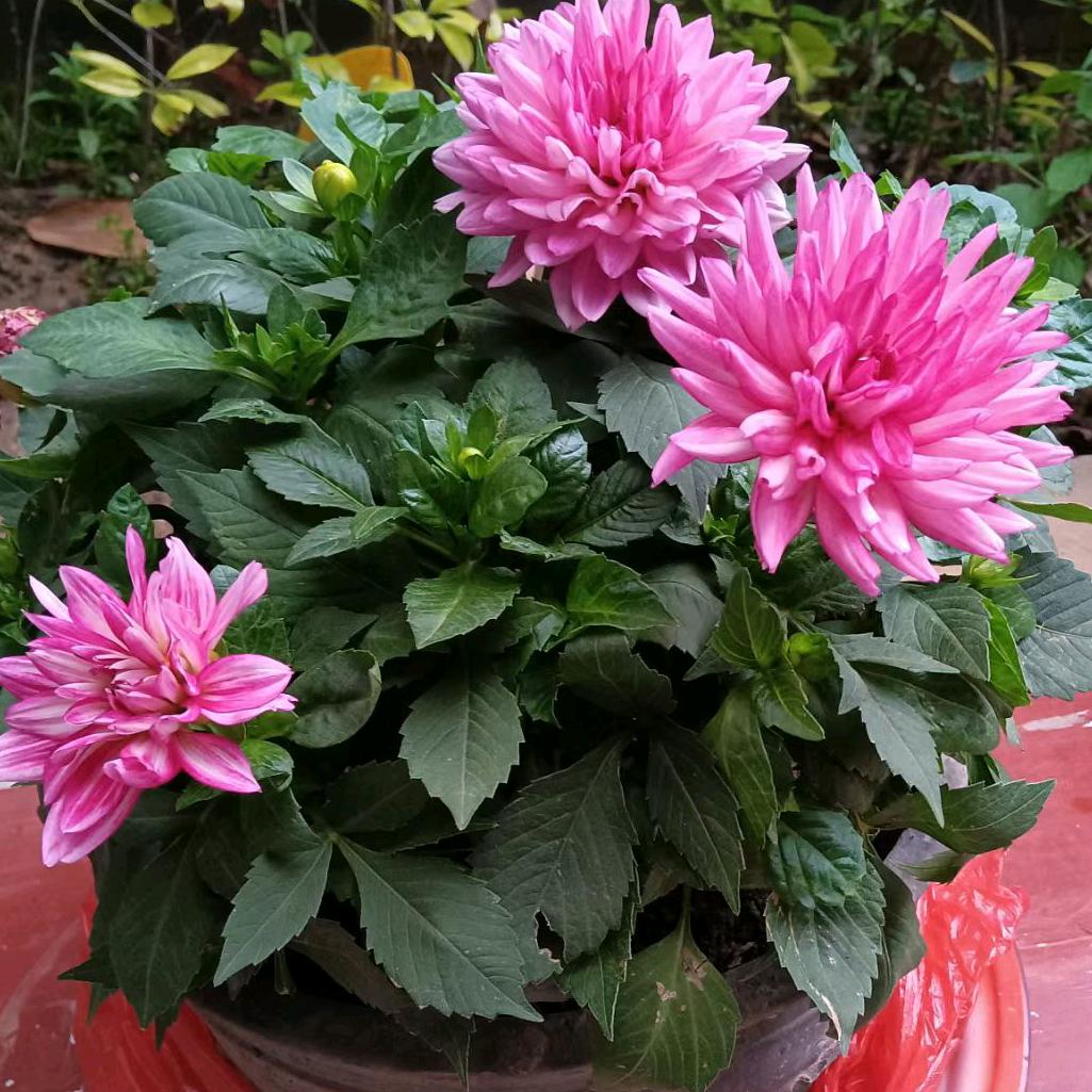 蒙爱变