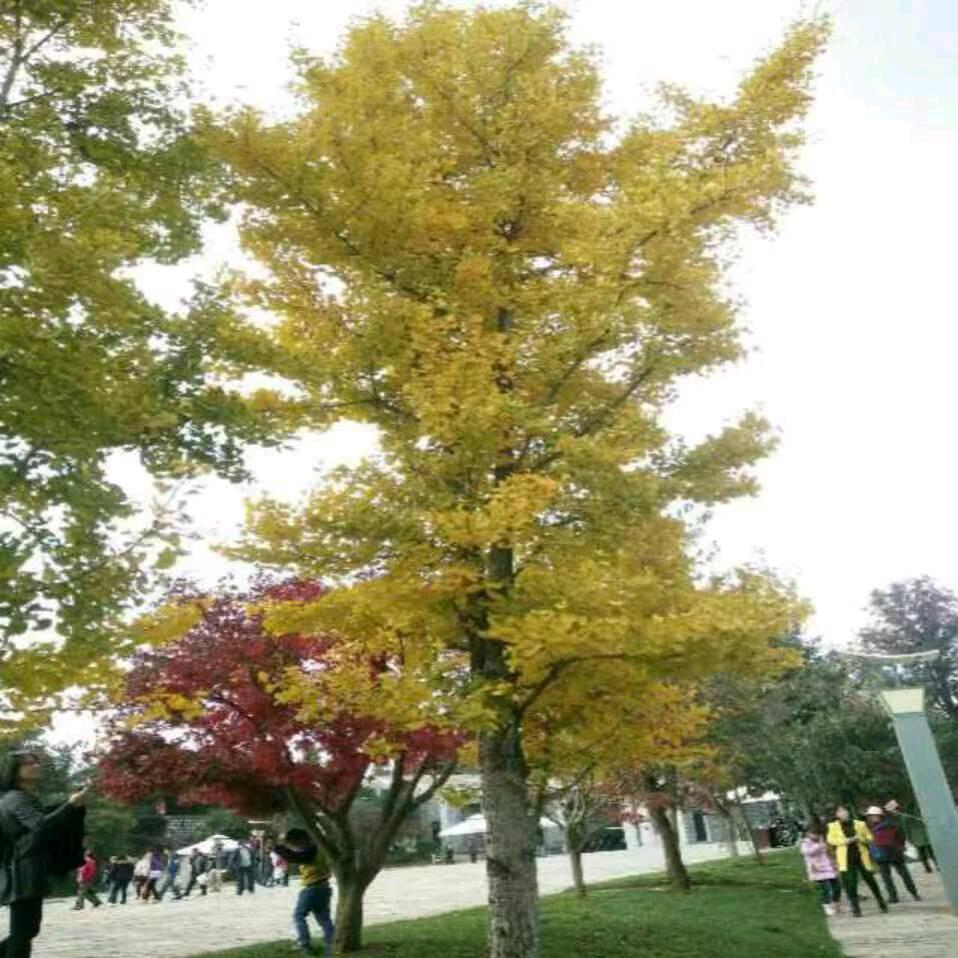 葡 萄 籽