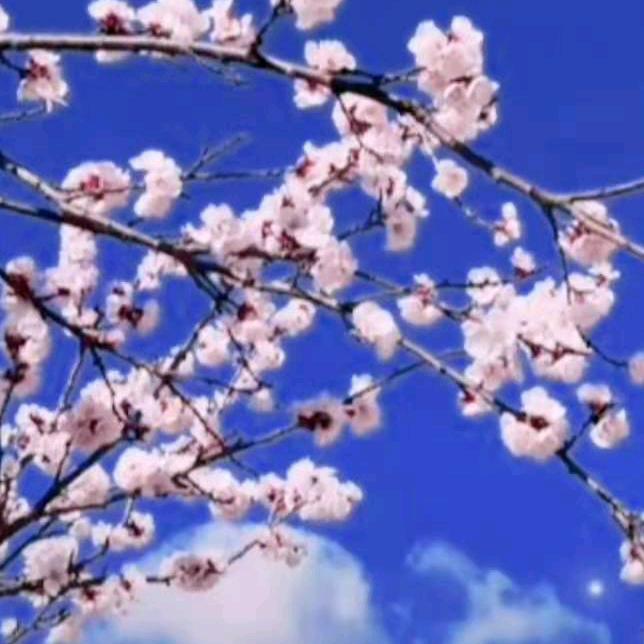 真心永恒