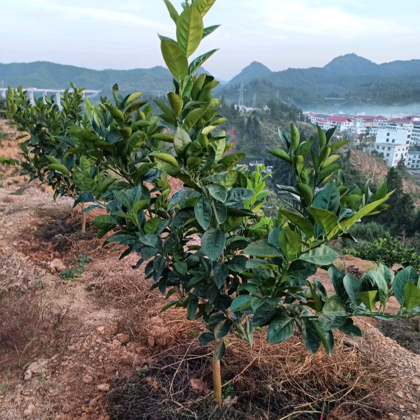 脐橙小娣
