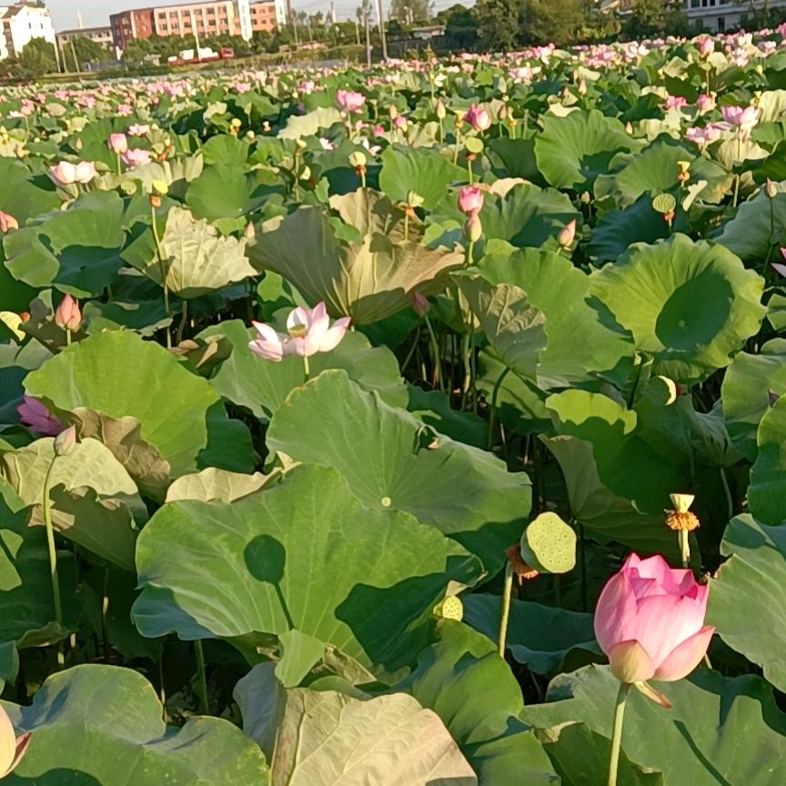 邓姐:不定时开播