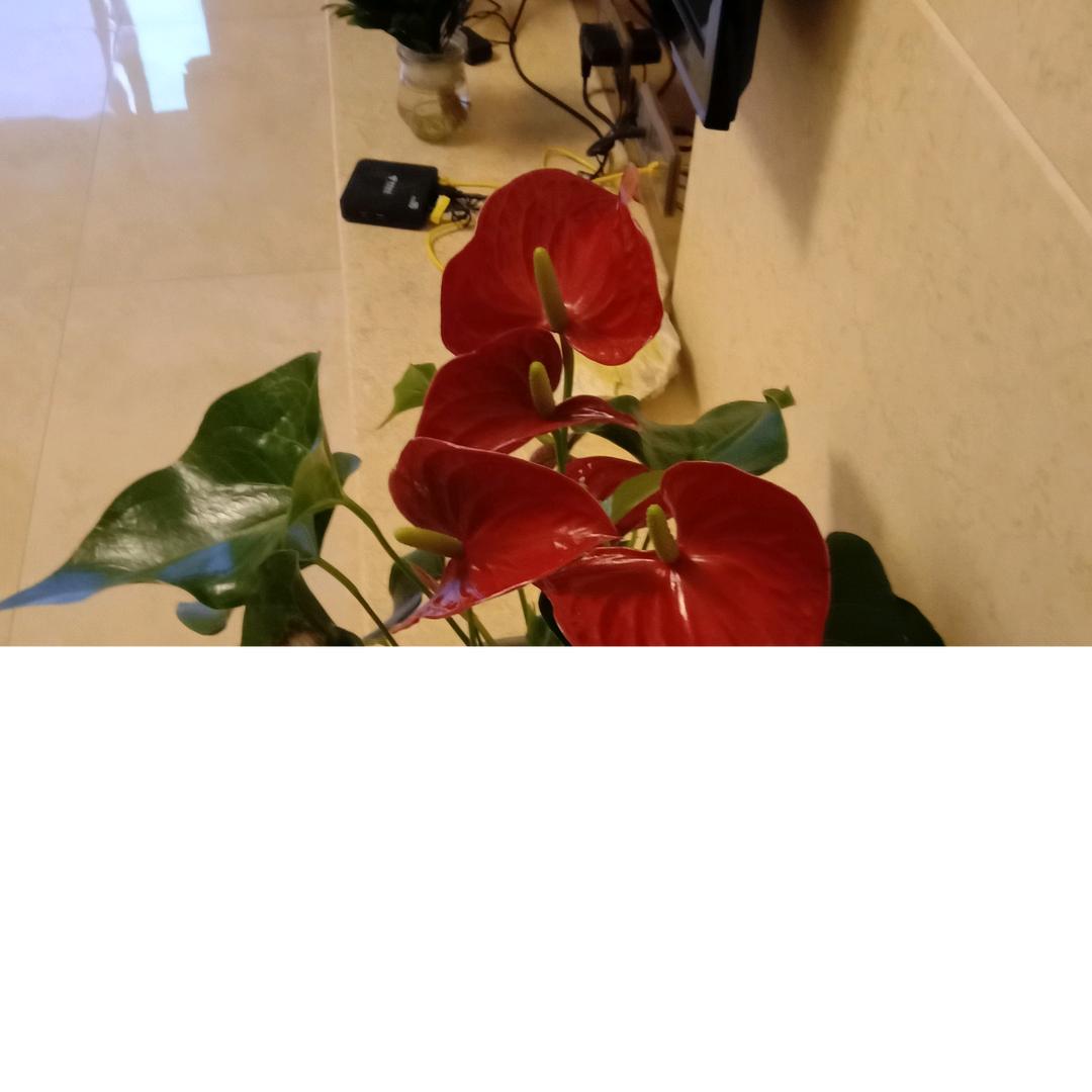 周淑芬