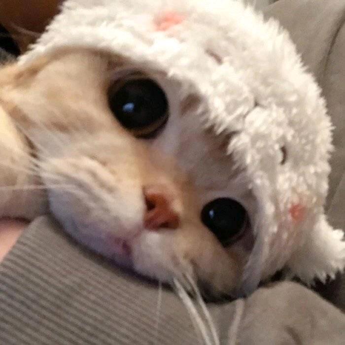 鱼🐟
