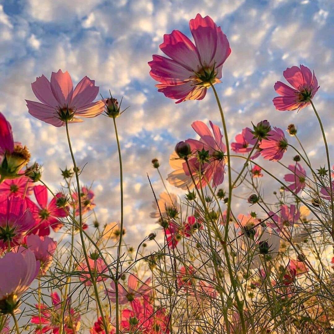 周银芳（小周）