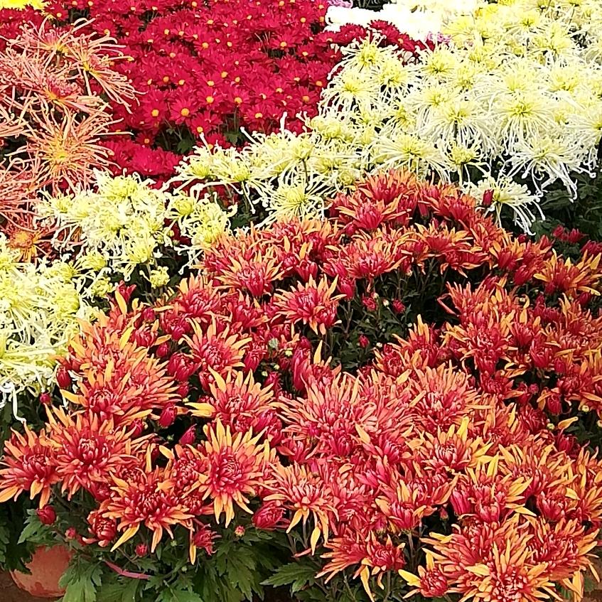 茉莉花