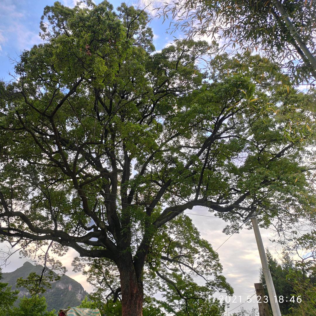 特色，家常，小吃！教学。