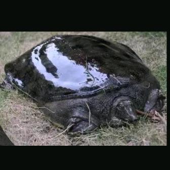 满丰生态甲鱼