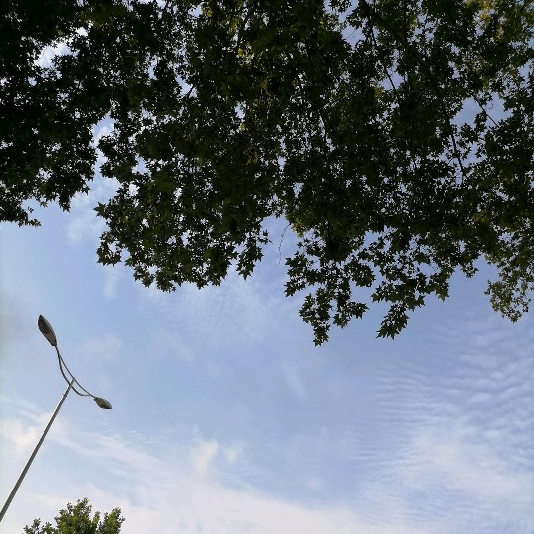 付珍