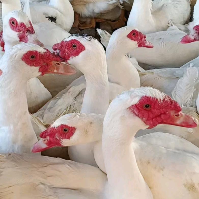 海峰玉米鸭批发出售