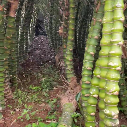 一次不中 ，终身不用