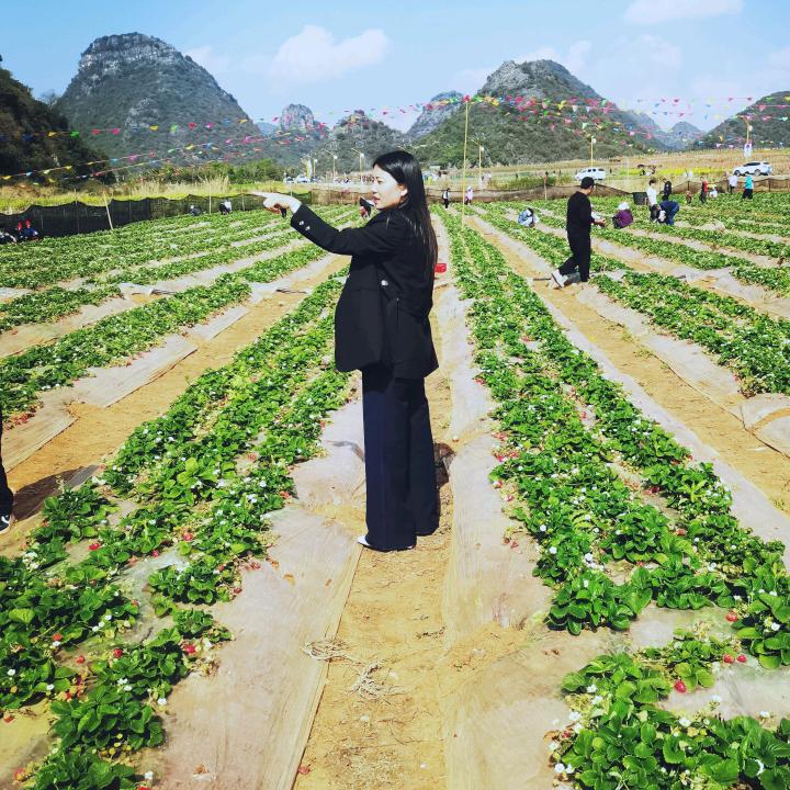 云南文山三七小马