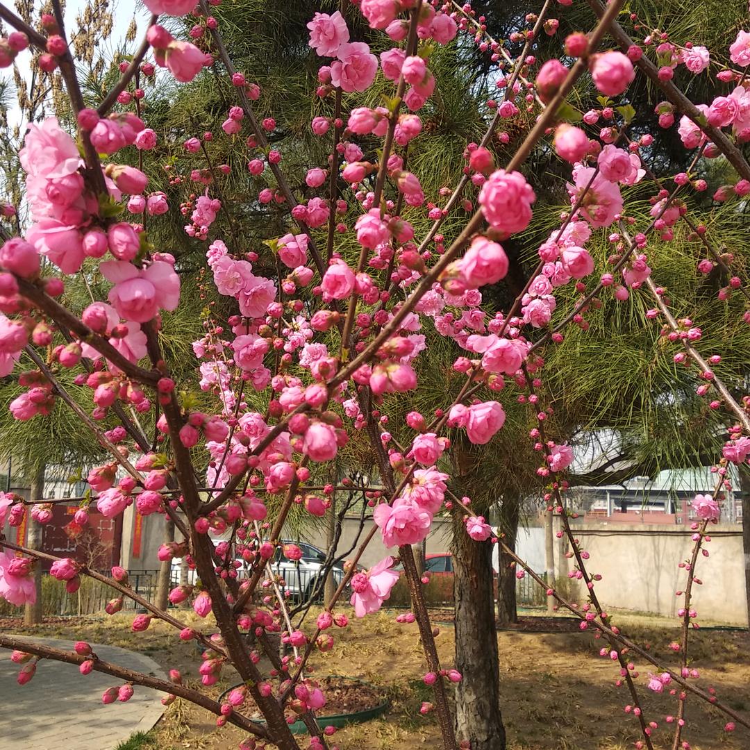 香姐在北京