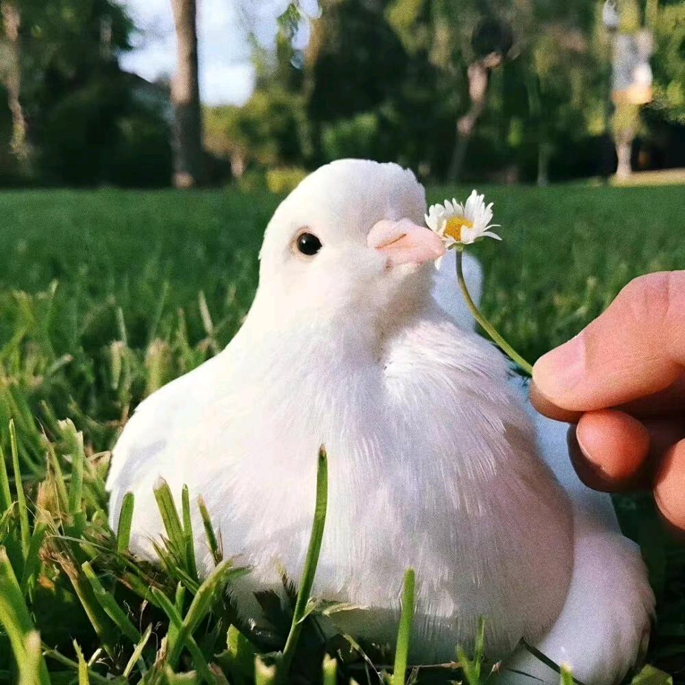 菜菜🌹🌹
