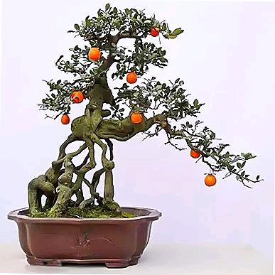 荒原彩云金弹子