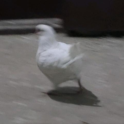 大同白养殖基地项城【种先生】